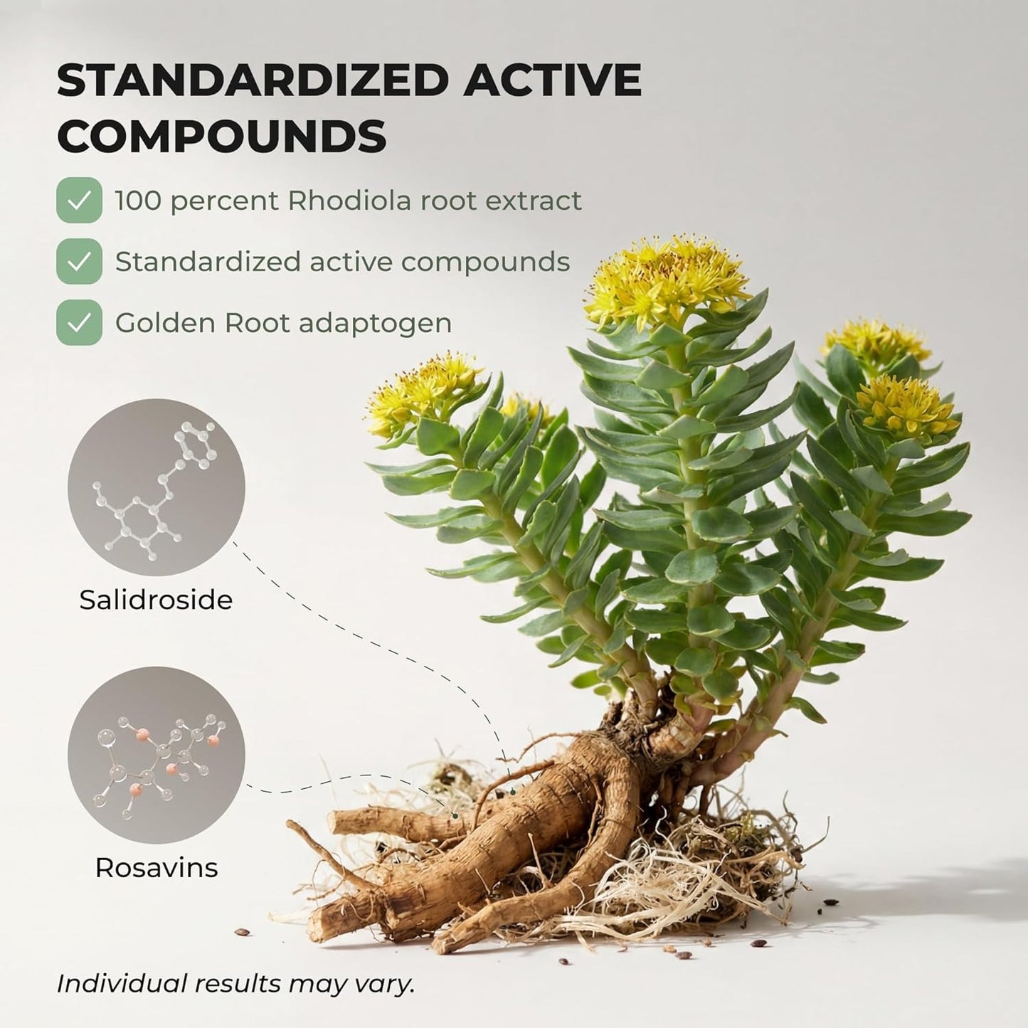 Rhodiola Rosea Supplement – Golden Root Adaptogen Capsules (Buy 1 Get 1 Free)